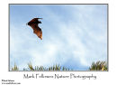 Bornean flying fox Pteropus vampyrus 